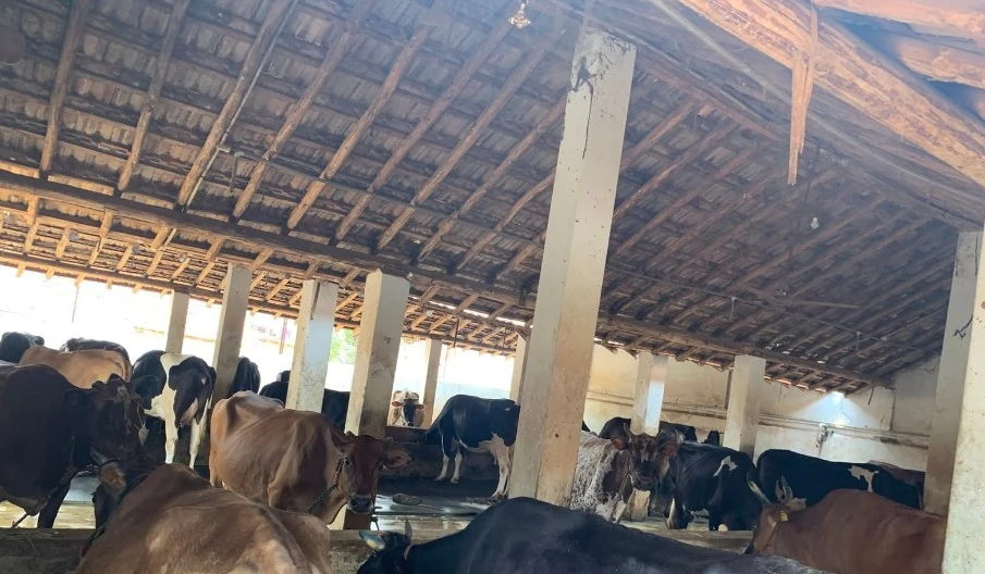 तमिलनाडु: दूध की बढ़ी कीमतों का लाभ किसानों तक नहीं, भुगतान में कटौती से तिरुचि में रोष