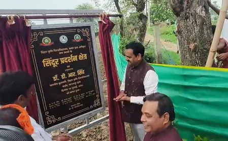 बिहार का रामासी गाँव बना देश का पहला 'सिंदूर ग्राम', कृषि विश्वविद्यालय की पहल से बदलेगी तस्वीर