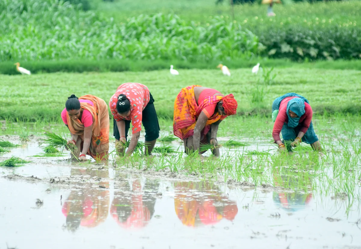 मानसून की धीमी चाल का असर: इस साल खरीफ फसलों की बुवाई में कमी दर्ज