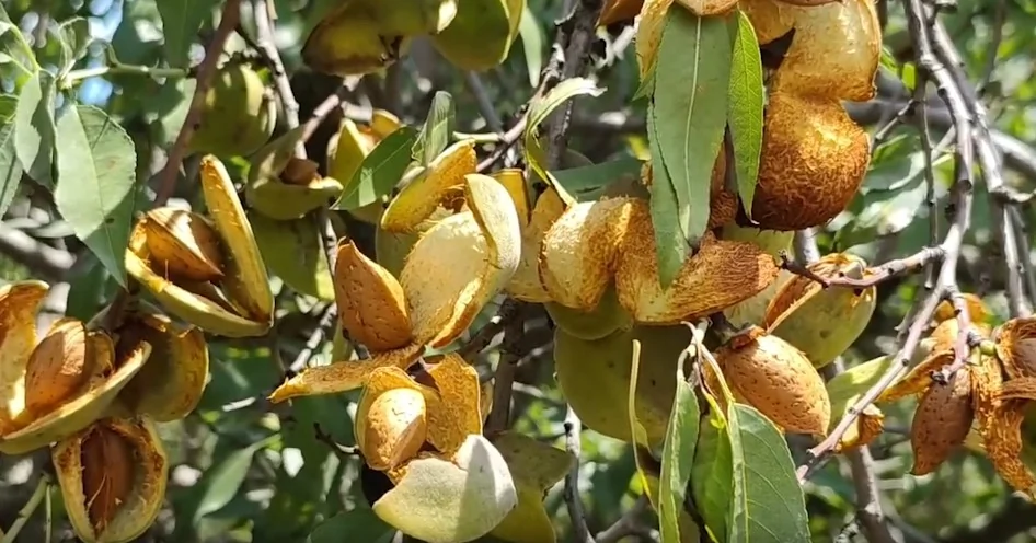 पुलवामा के बादाम बागानों में बहार: बंपर फसल से किसानों के चेहरे खिले, पारंपरिक तरीकों से कटाई जारी