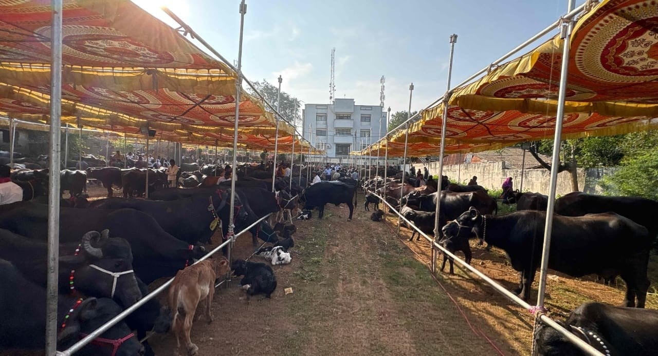गुजरात: डेयरी योजना से 3 साल में 29,500 आदिवासी महिलाओं की ज़िंदगी में बदलाव, मिली 162 करोड़ की मदद