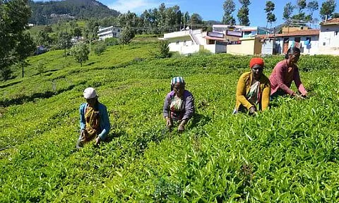 नीलगिरि में चाय बागान सूखे की चपेट में, पैदावार आधी से भी कम होने की आशंका