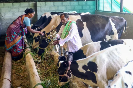 भारत दूध उत्पादन में आत्मनिर्भर, मांग से ज़्यादा पैदावार, डेयरी किसानों को KCC से मिल रहा बड़ा सहारा