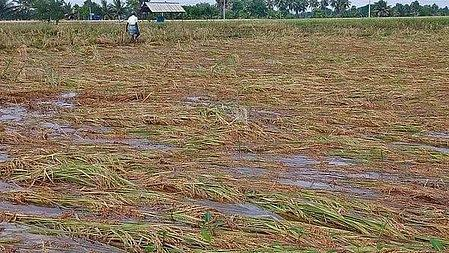 फसल बीमा योजना: 1 करोड़ हेक्टेयर से ज़्यादा ज़मीन का बीमा कर राजस्थान देश में सबसे आगे