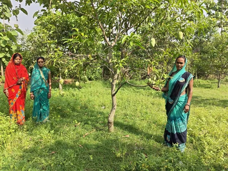झारखंड के आदिवासी इलाकों के आम्रपाली आम की दुबई में धूम, महिला किसानों की आय में 180% की बढ़ोतरी