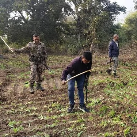 झारखंड: अवैध अफीम की खेती पर बड़ी कार्रवाई, एक साल में 22,400 एकड़ से ज़्यादा की कमी