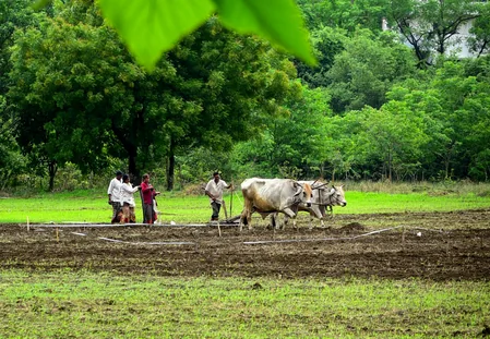 महाराष्ट्र: खरीफ बुआई 95% पर, पर मराठवाड़ा में सूखे का साया, फसलें मुरझाने लगीं