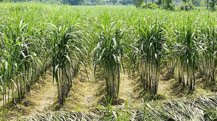 तमिलनाडु: मदुरै में पानी की भारी किल्लत, 4000 एकड़ गन्ने की फसल सूखने की कगार पर