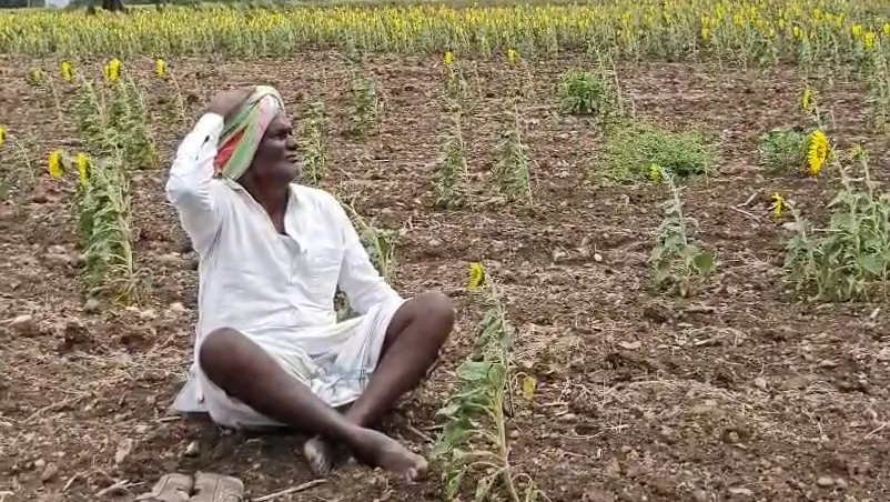 महाराष्ट्र में सूखे का संकट: सरकार ने 19 और तालुकों में फसल सर्वेक्षण के दिए निर्देश