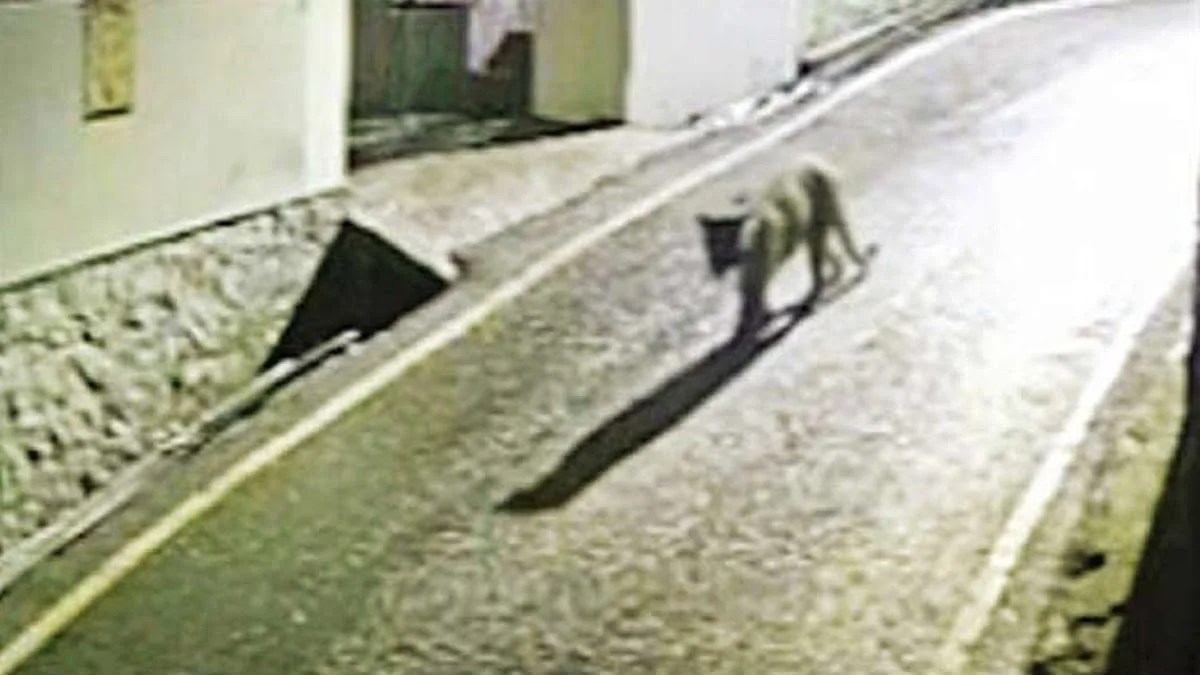 नीलगिरी में रिहायशी इलाके तक पहुंचा तेंदुआ, CCTV वीडियो वायरल होने से ग्रामीणों में डर