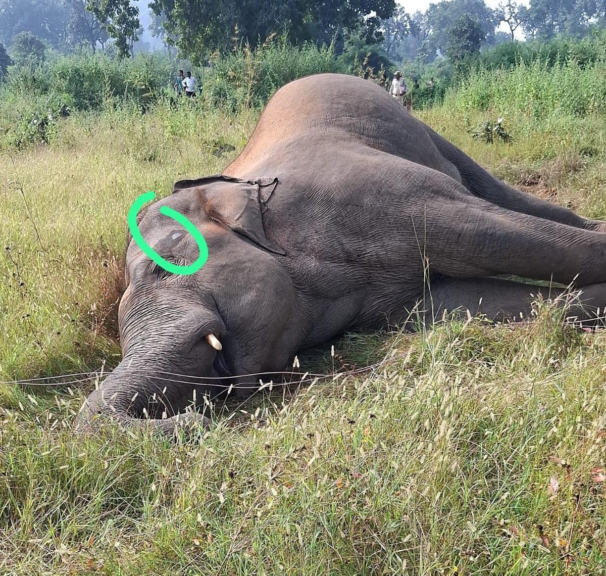 शहडोल में 15 वर्षीय हाथी की संदिग्ध मौत, करंट लगने का अंदेशा, जांच जारी