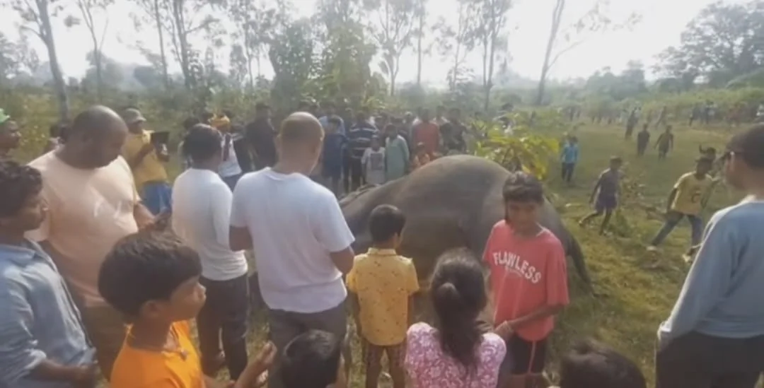 चाईबासा: खेत में मिला हथिनी का शव, दांत गायब होने से तस्करी का गहराया शक