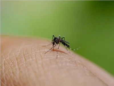 बांग्लादेश में डेंगू का कहर: सिर्फ़ 13 दिन में 52 मौतें, स्थिति और बिगड़ने की आशंका