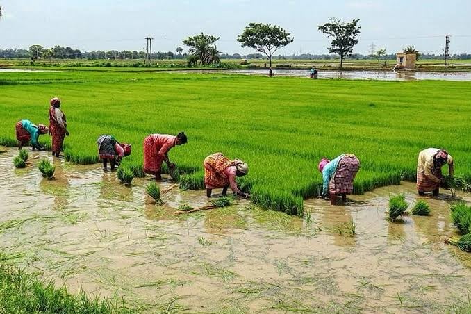 तमिलनाडु: खरीफ धान की खेती में भारी गिरावट, अब रबी फसल पर टिकी सरकार की उम्मीदें