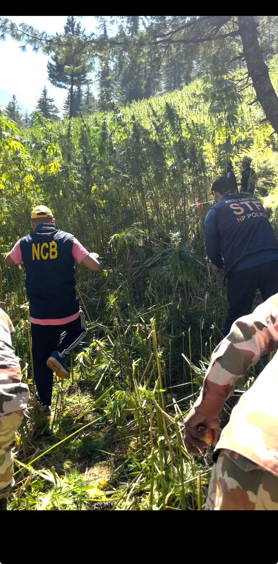 हिमाचल प्रदेश: कुल्लू के पहाड़ों में NCB का बड़ा अभियान, 61 एकड़ में लगी अवैध गांजे की फसल नष्ट