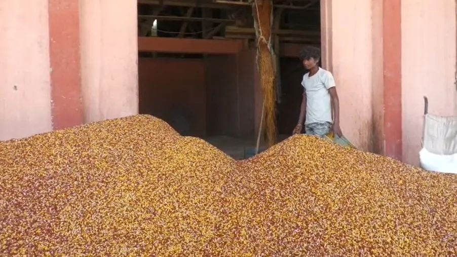 ‘मन की बात’ में PM मोदी ने किया ज़िक्र, अब मालदीव तक पहुँचा कलबुर्गी की जीआई-टैग वाली तुअर दाल का स्वाद