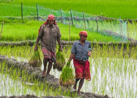 कावेरी डेल्टा में धान की खेती पर संकट: घटता भूजल, बढ़ता खारापन और मेट्टूर बांध से पानी का इंतज़ार