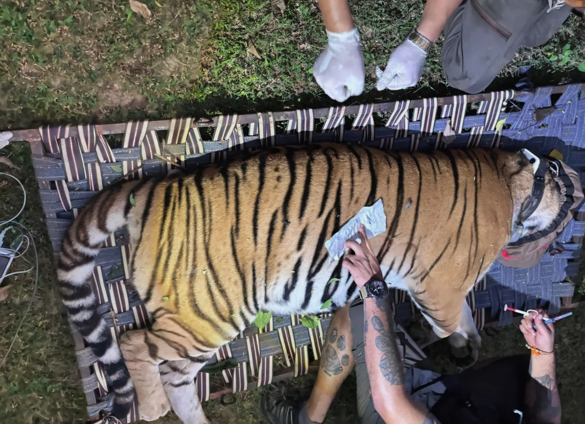बंगाल के बक्सा टाइगर रिजर्व में फिर सुनाई देगी बाघों की दहाड़, बिहार से एयरलिफ्ट कर लाई गई बाघिन