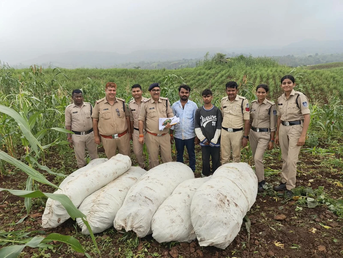 मध्य प्रदेश: बड़वानी के जंगलों में 'ऑपरेशन ग्रीन स्ट्राइक', सवा करोड़ का गांजा जब्त