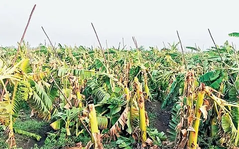 तमिलनाडु: इरोड में तूफानी बारिश ने हज़ारों केले के पौधे उजाड़े, किसानों को 50 लाख के नुकसान का अनुमान