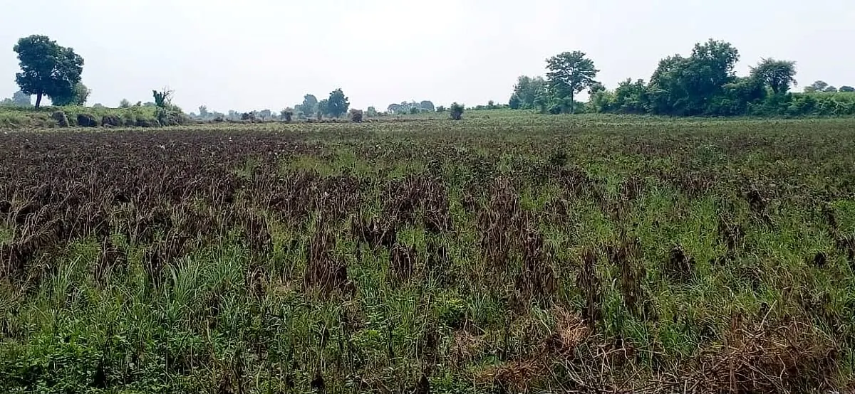 कोयंबटूर: फैक्ट्री के प्रदूषण से फसलें तबाह, भूजल ज़हरीला, किसान बोले- 'सांस लेना भी मुश्किल'