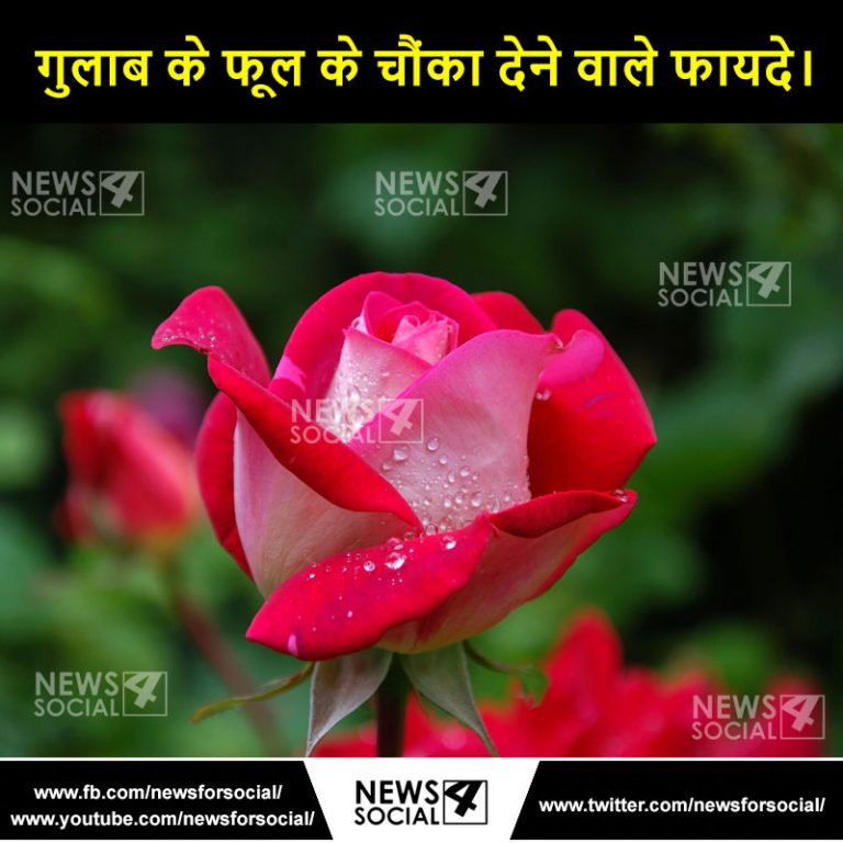 गुलाब के फूल के चौंका देने वाले फायदे !