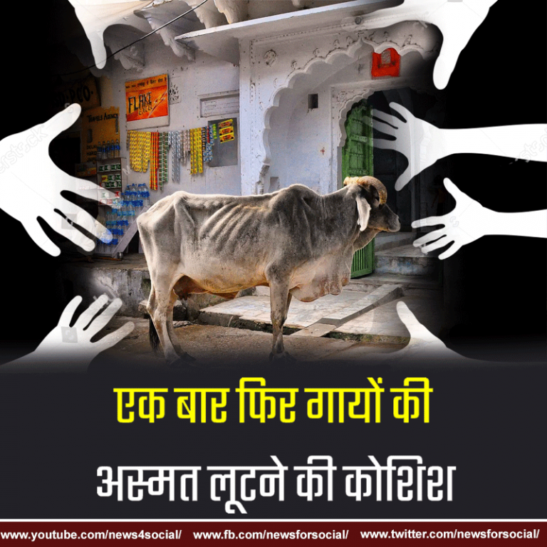 गुजरात के बाद हरियाणा में भी गायों के बालात्कार की घटना सामने आयी