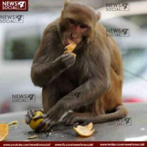 monkey 1 news4social -
