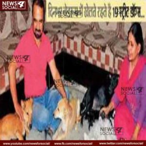 street dogs 1 news4social 1 -