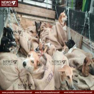 stop culling dogs in sitapur supreme court sought detailed report from up government 1 news4social -