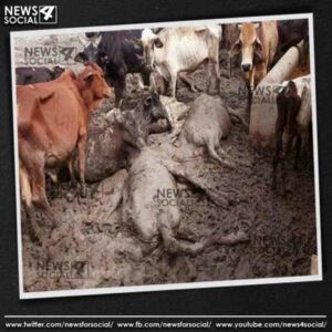 delhi 36 cows died in a delhi based gaushala 1