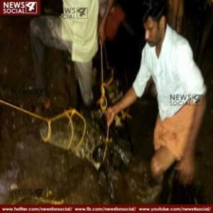 kerala flood man returned to home found crocodile 1 news4social -
