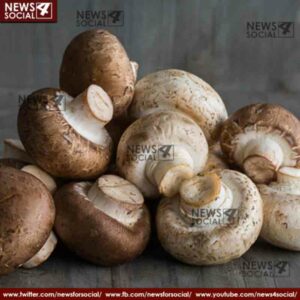 mushrooms in the treatment of these deadly diseases 2 news4social -