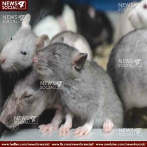 rats bite off dead body in govt hospital icu ward damoh mp 1 news4social -