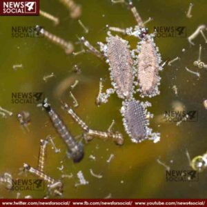 Mosquitoes 3 news4social -