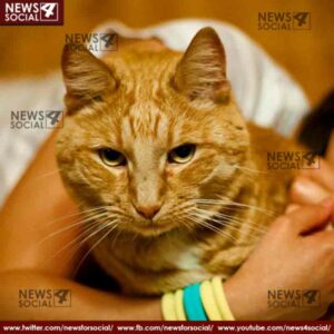 If you want a cat as a pet you should know these facts 1 news4social -