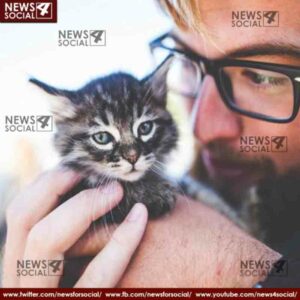 If you want a cat as a pet you should know these facts 2 news4social -