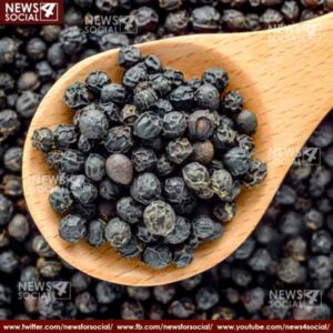 masala katha how lust for black pepper brought world to india 1