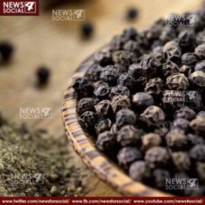 masala katha how lust for black pepper brought world to india 4