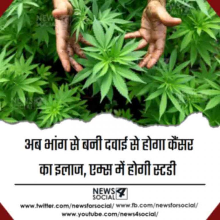 अब भांग से बनी दवाई से होगा कैंसर का इलाज, एम्स में होगी स्टडी