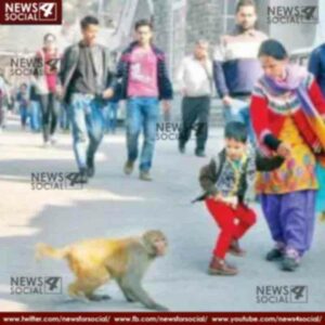 now people injured in the attacks of monkeys will also get compensation 2 news4social -