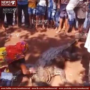 villagers will build temple of crocodile 2 news4social -