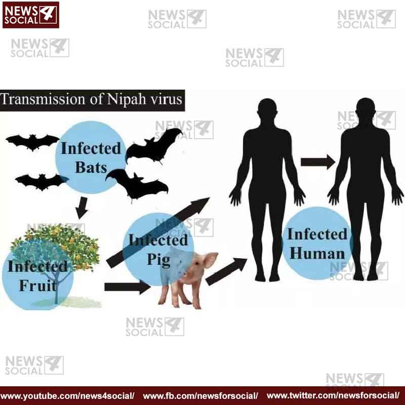 Infected bats
