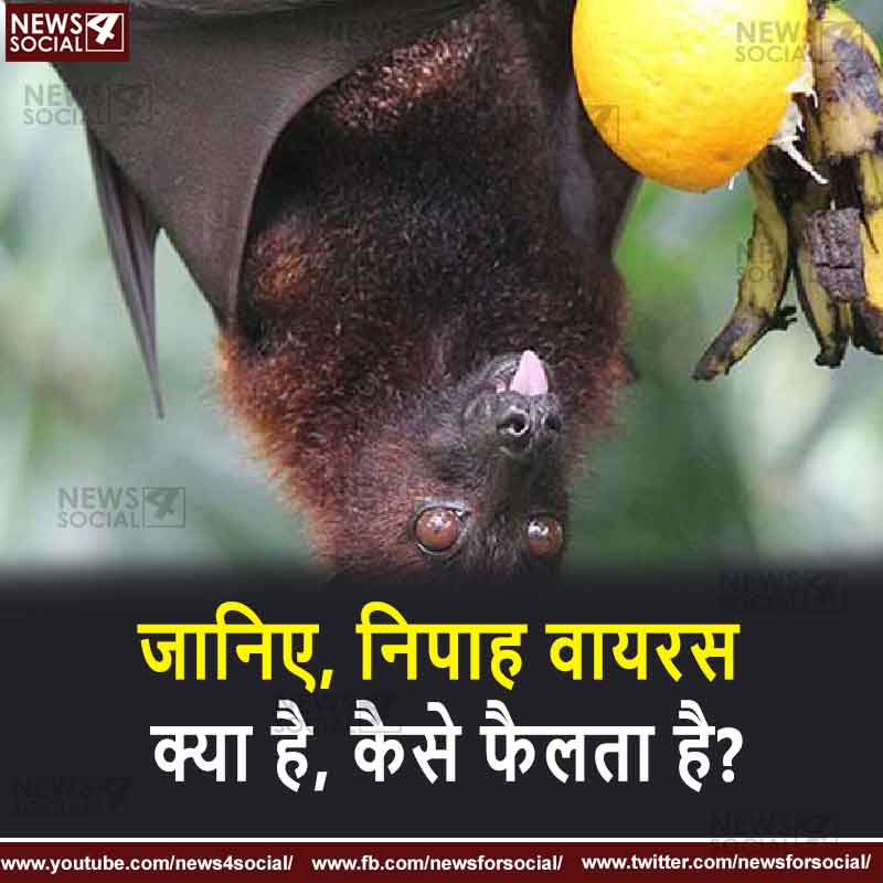 Nipah-virus