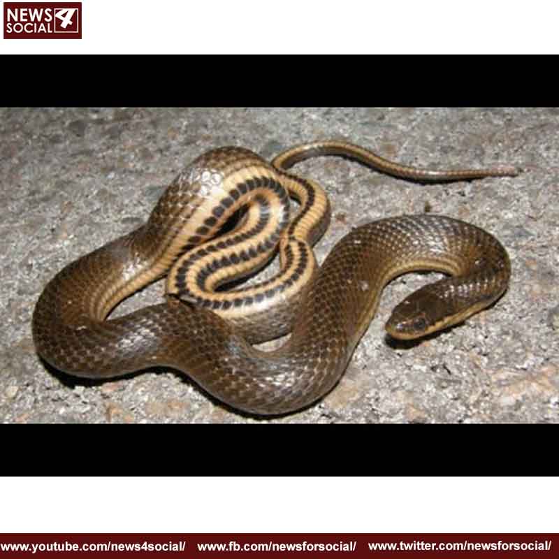 snake -