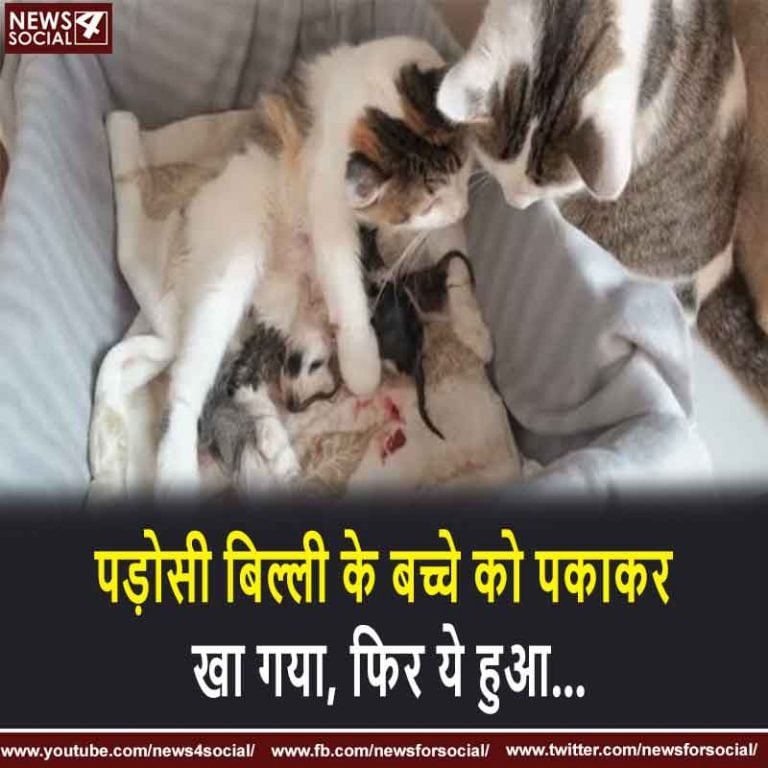 पड़ोसी बिल्ली के बच्चे को पकाकर खा गया, फिर ये हुआ…