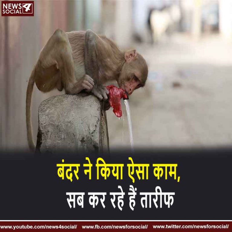 बंदर ने किया ऐसा काम, सब कर रहे हैं तारीफ
