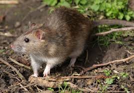 hantavirus infections