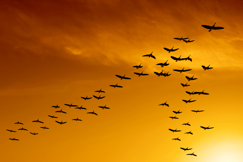 पक्षियों के V-Formation