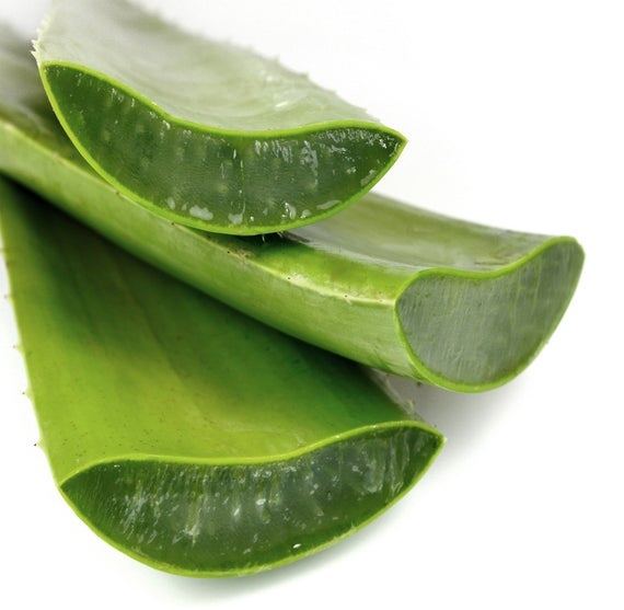 aloevera ka paudha
